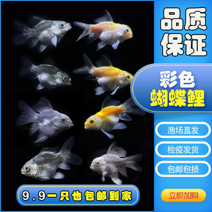 纯血蝴蝶鲤彩色黄金色红色熊猫狮子头球体短身长尾鱼苗活体观赏鱼