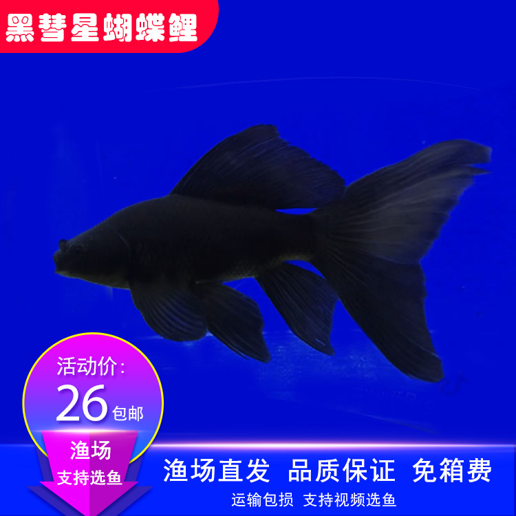 新品台湾纯种黑彗星蝴蝶鲤白金蝴蝶鲤配鱼黑鱼招财鱼淡水冷水观赏