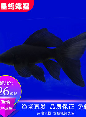 新品台湾纯种彗星蝴蝶鲤淡水