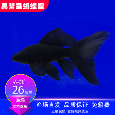 新品台湾纯种彗星蝴蝶鲤淡水