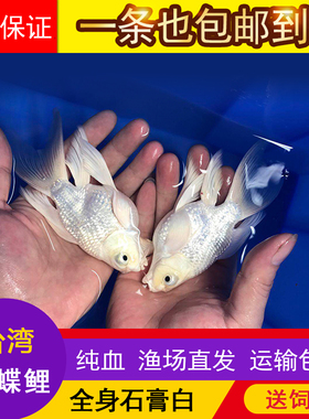 台湾蝴蝶鲤石膏白冷水鱼苗纯种大鳍大尾短身贵妃球体锦鲤鱼苗活体