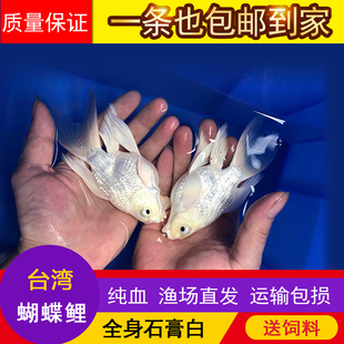台湾蝴蝶鲤石膏白冷水鱼苗纯种大鳍大尾短身贵妃球体锦鲤鱼苗活体