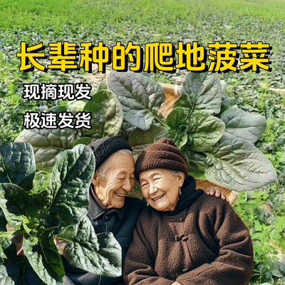 爬地新鲜菠菜红根趴地笨菠菜农产品菠菜矮脚红根现挖霜冻厚菠菜