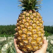 海南澄迈金钻凤梨 酸甜味中高甜