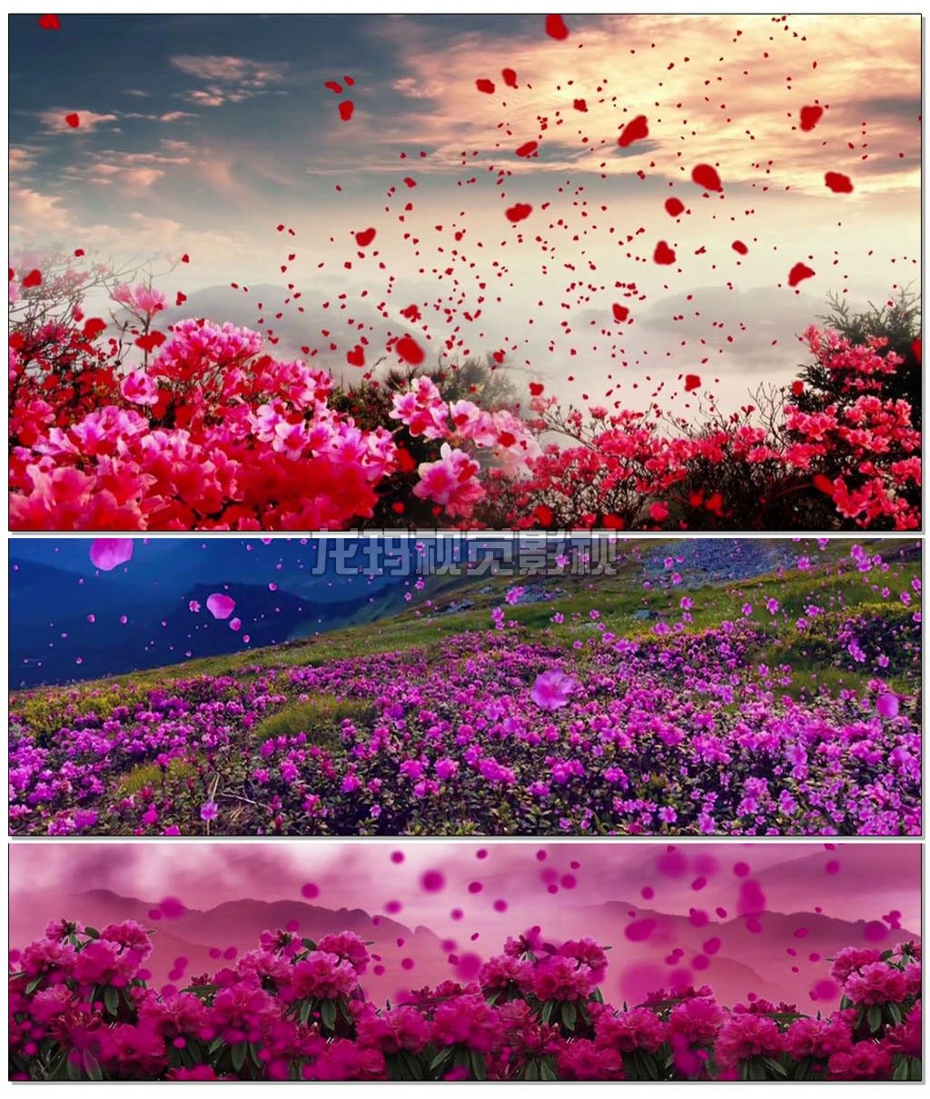唱只山歌给听歌舞视频背景 牡丹花花瓣飞舞山河歌颂晚会led素材