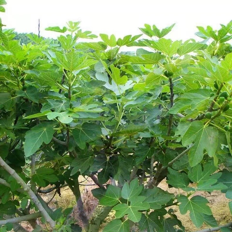 新鲜无花果叶子zhi疮熏洗现摘现青皮叶片树叶保鲜产后坐浴老偏方