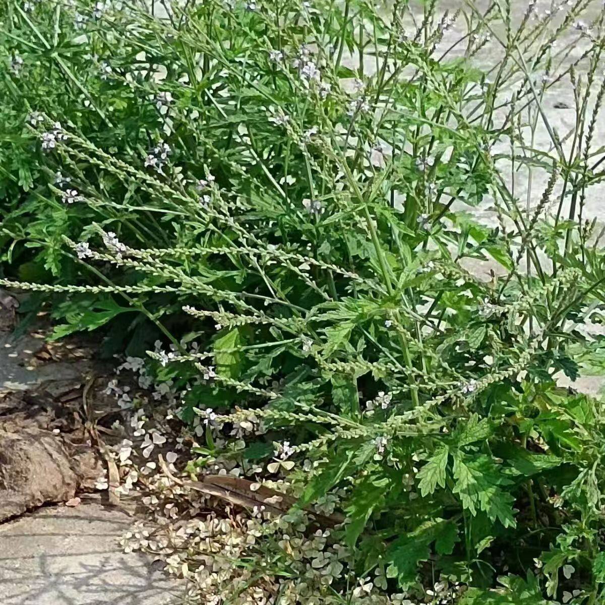 云南纯天然马鞭草新货凤颈草紫顶龙芽草荆芥中药材新鲜消肿消炎