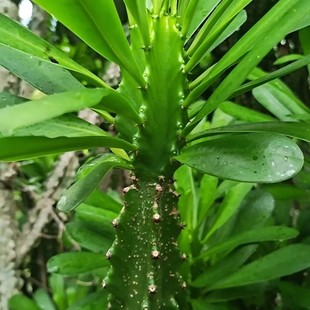 云南龙骨植物盆栽室内观赏霸王鞭仙人掌量天尺盆景花卉