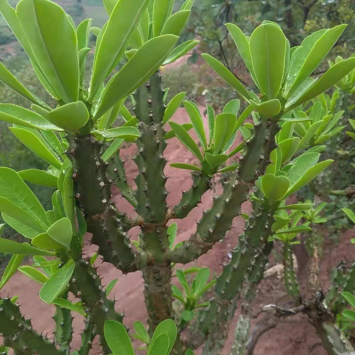 云南龙骨植物盆栽室内观赏霸王鞭仙人掌量天尺盆景花卉