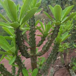 云南龙骨植物盆栽室内观赏霸王鞭仙人掌量天尺盆景花卉