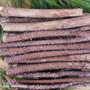 云南哀牢山松树枝马尾松松树棍新鲜松枝下单现采