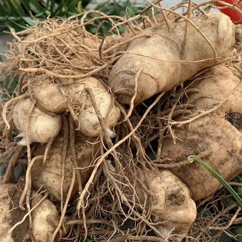 云南食用新鲜黄精补气血煲汤泡酒可食用可观赏现採挖发货