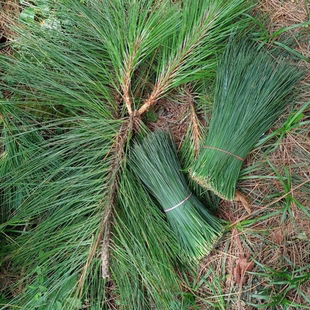 云南松树枝大山马尾松松树棍新鲜松枝松针下单后现采