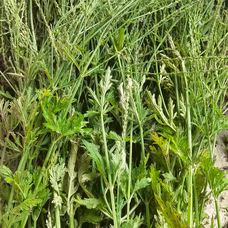 马鞭草新鲜潮汕草药铁马鞭 马边草 现采草药中药材