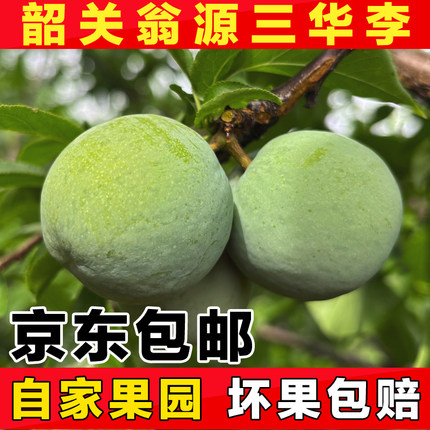 现摘广东韶关翁源三华李子 脆甜爽口红心李子 新鲜当季孕妇水果