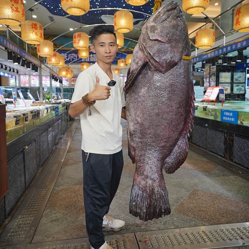 湛江现杀龙趸鱼龙胆大石斑鱼海鲜水产活体鲜活火锅食材深海石斑鱼 - 封面