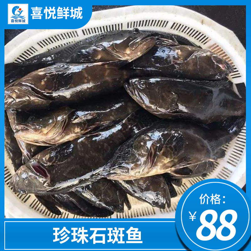 珍珠斑鲜活珍珠石斑鱼鲜鲜大石斑鱼野生海捕海鱼湛江海鲜约2斤1条