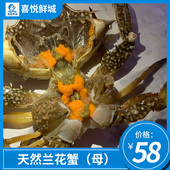天然兰花蟹鲜活大母蟹特大号螃蟹新鲜海蟹广东省湛江海鲜水产海捕