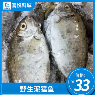 新鲜泥猛鱼海鲜水产冷冻深海鱼秋叶鱼艾鱼娘鱼篮子鱼湛江海鲜