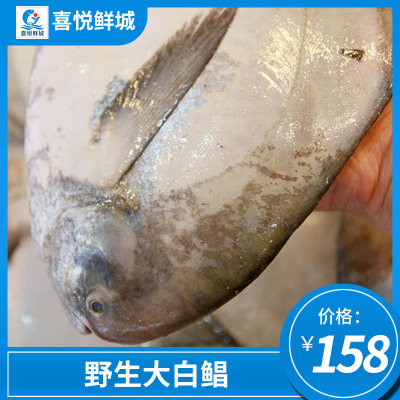 白鲳鱼新鲜大白鲳冷冻鲳鱼湛江白仓鱼特大凶猛深海鱼广东海鲜水产