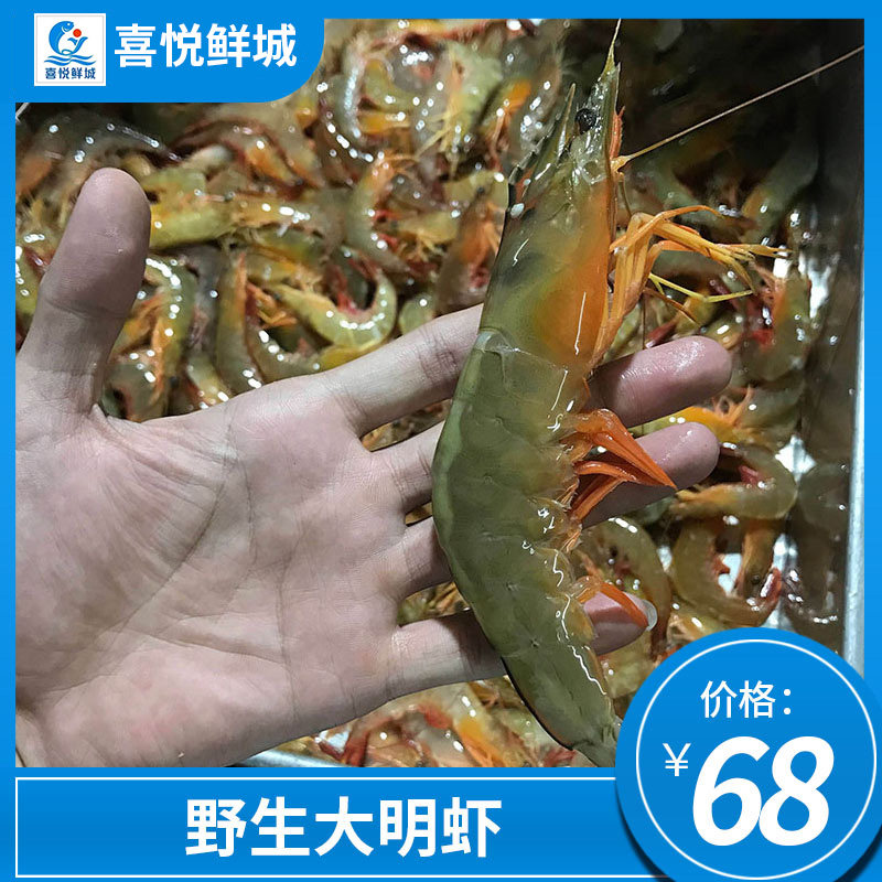 湛江野生大明虾鲜活特大硇洲明虾冻虾