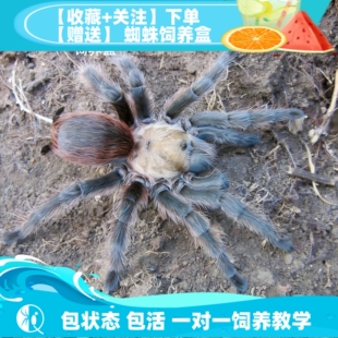 宠物活体蜘蛛捕鸟蛛 德克萨斯绯红aph属温顺长寿易饲养 祁one