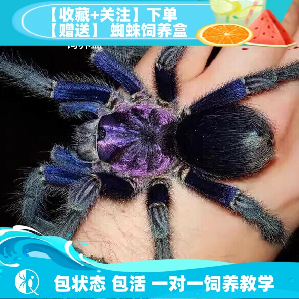 蓝紫海地公母pho属包邮捕鸟蛛
