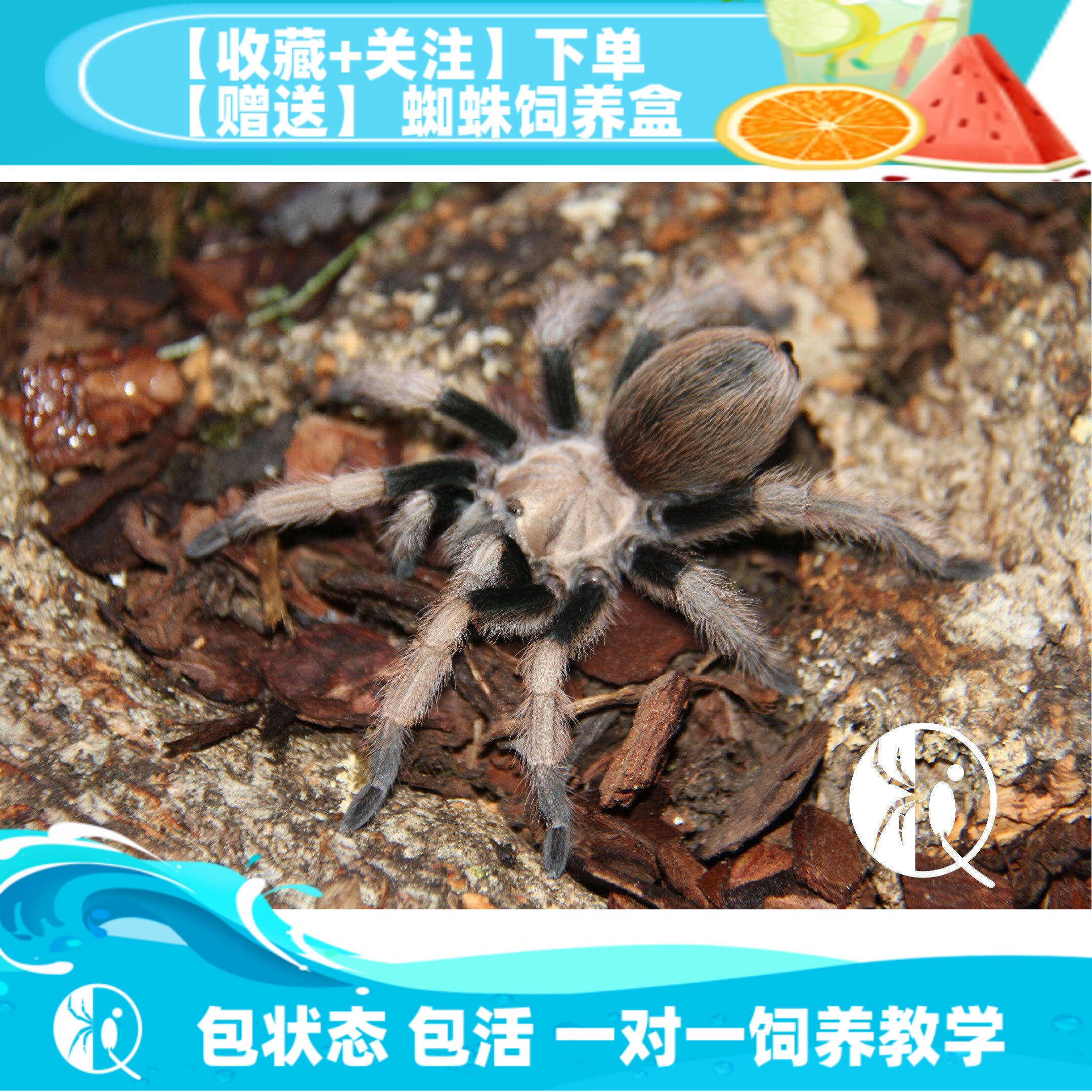 金背aph包邮长寿命温顺宠物蜘蛛