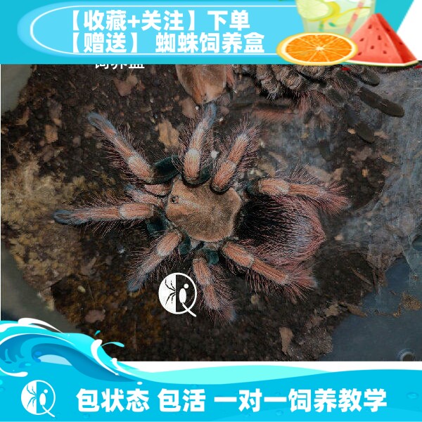 马斯卡拉maspam南美大地栖