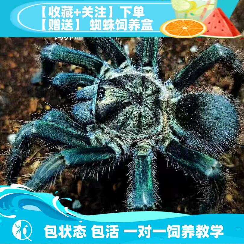 pho属绿海地绿色大型捕鸟蛛