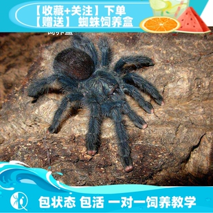 圭亚那粉趾圭粉蜘蛛苗子可爱温顺新手入门粉趾桌面宠物 祁one