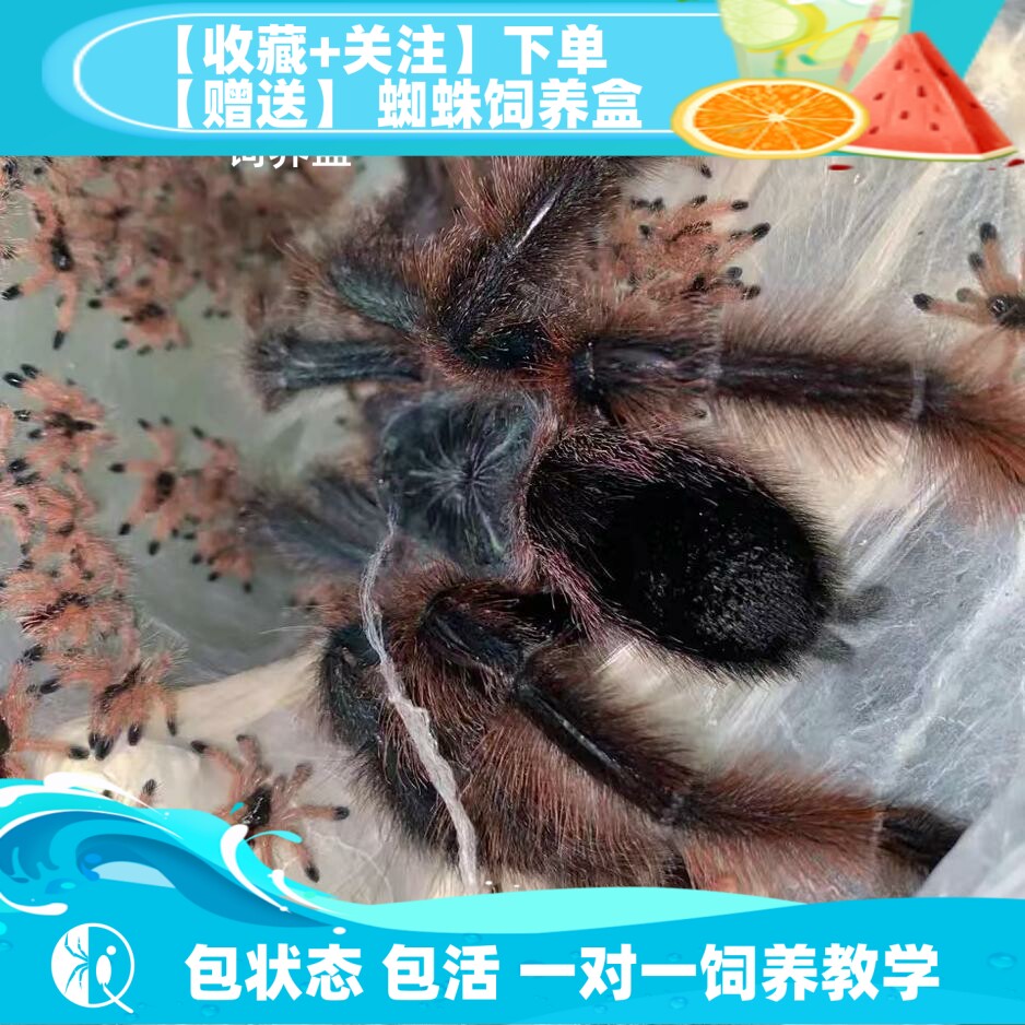 活体蜘蛛巴西巨人粉趾树栖蜘蛛
