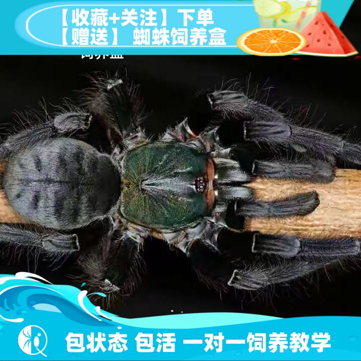 【祁one】英灵殿树老虎 收藏级大型树老虎宠物蜘蛛捕鸟蛛爬宠节肢