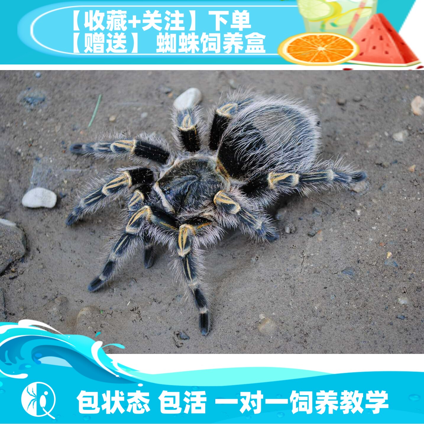【祁one】巴西巨人金直间苗子公母包邮温顺好养成新手宠物蜘蛛