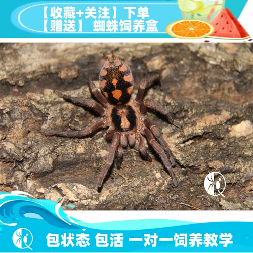 哥伦比亚南瓜苗子小型捕鸟蛛
