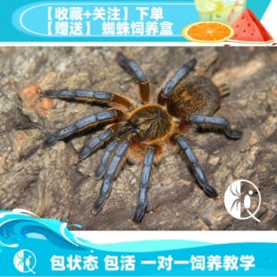 包邮 南非蓝腿巴布HP苗子漂亮蓝色捕鸟蛛宠物蜘蛛活体 祁one