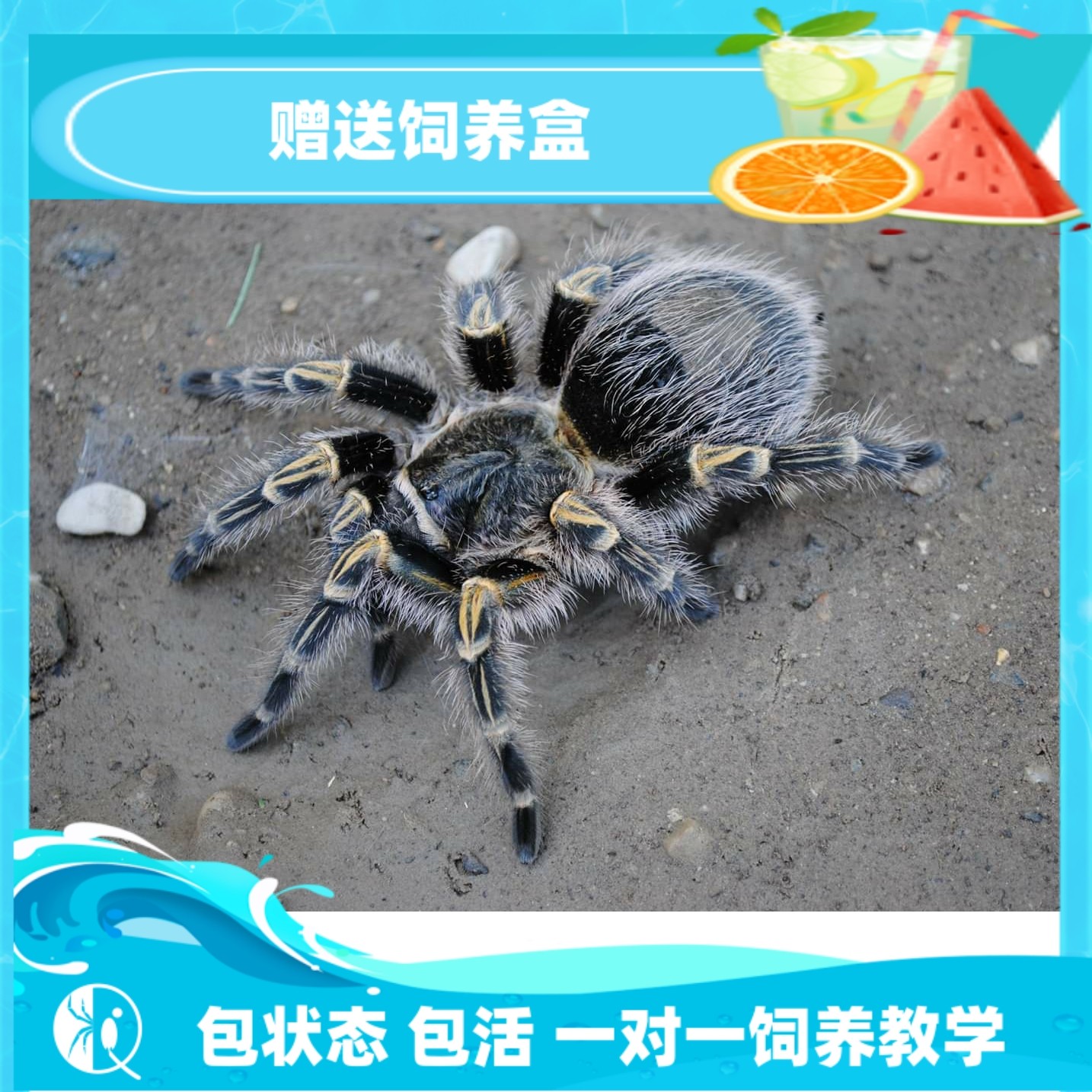 巴西巨人金直间苗子公母宠物蜘蛛