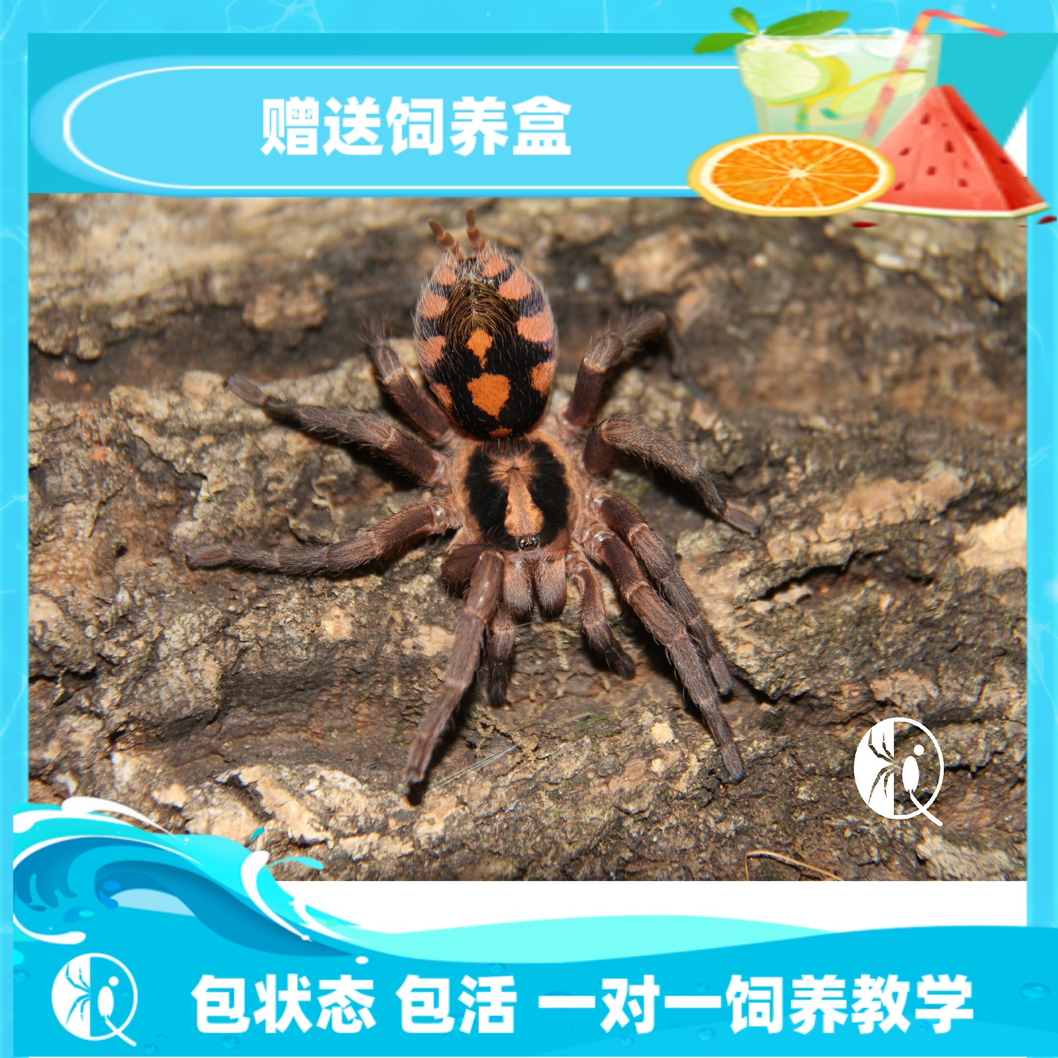 哥伦比亚南瓜苗子小型捕鸟蛛