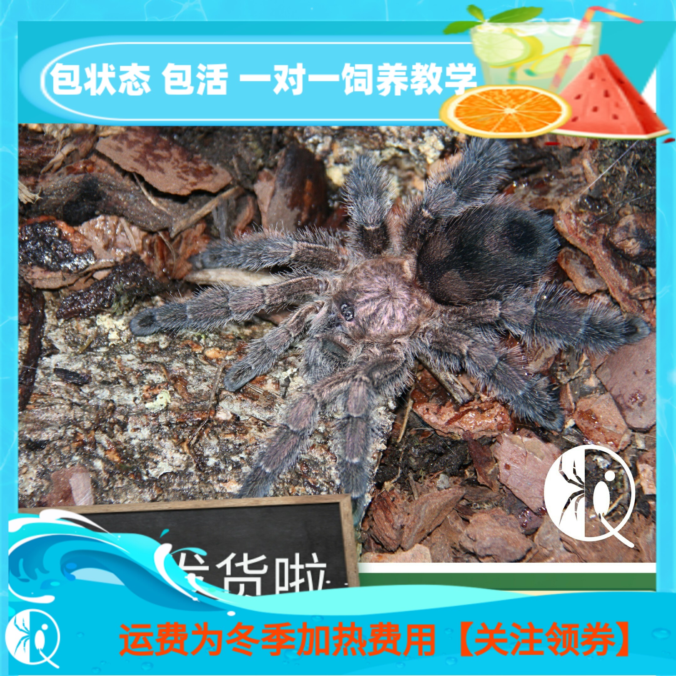 【祁one】厄瓜多尔蓝紫粉趾苗子公母包邮紫色漂亮经典粉趾蜘蛛