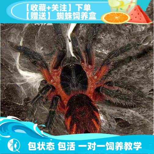 【祁one】巴拿马红斑结尾稀有收藏宠物蜘蛛捕鸟蛛侏儒品种活体
