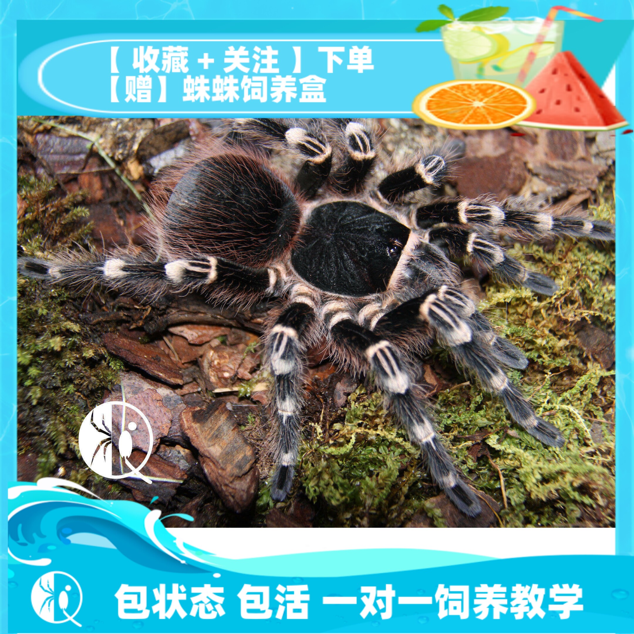 【祁one】巴西白膝头白七成体20cm大型经典黑白配色蜘蛛活体宠物