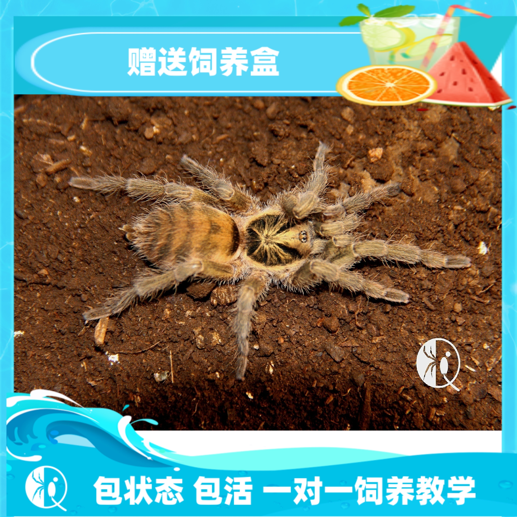 千里達橄欖原色小型溫順捕鳥蛛