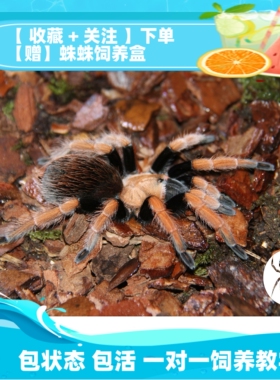 祁one aph属墨西哥血脚包邮温顺好养新手入门推荐宠物蜘蛛