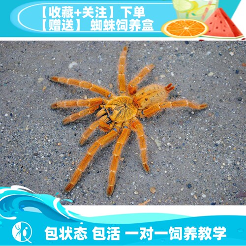 橙巴布c8橙色活物穴栖盘蜘蛛