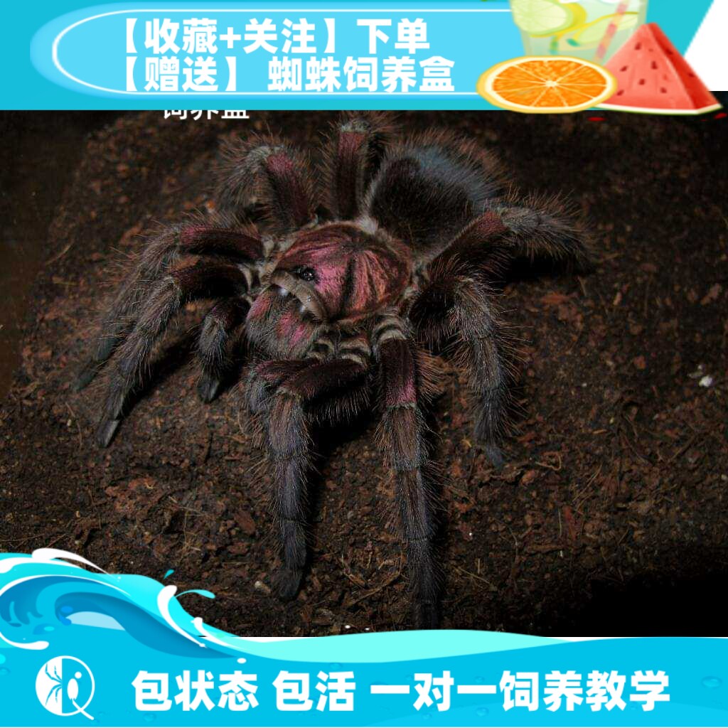 【祁one】红岛海地食鸟蛛苗子pho属大型捕鸟蛛宠物蜘蛛爬宠捕鸟蛛