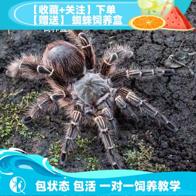祁one巴拉圭粉红斑马脚蜘蛛