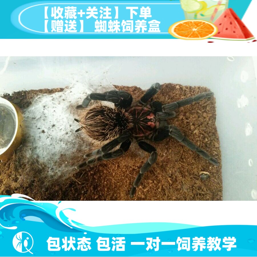 【祁one】哥伦比亚镭射 大型南美高端宠物蜘蛛捕鸟蛛活体