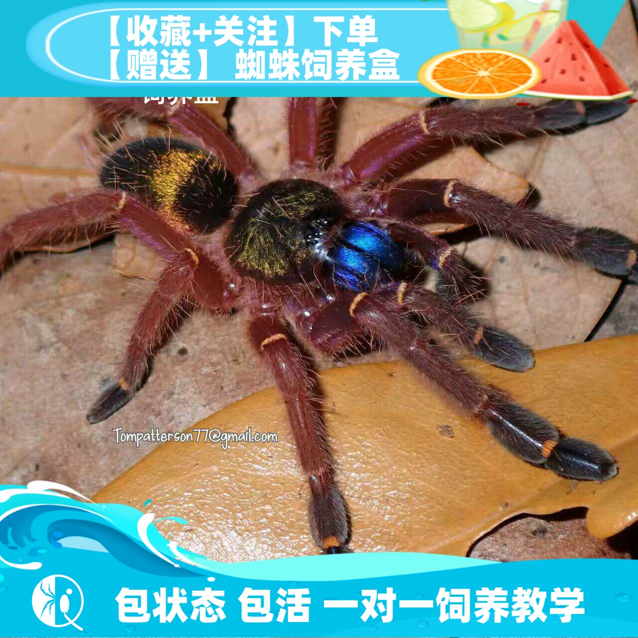 【祁one】法属圭亚那蓝牙宠物活体蜘蛛捕鸟蛛稀有网红爬宠收藏