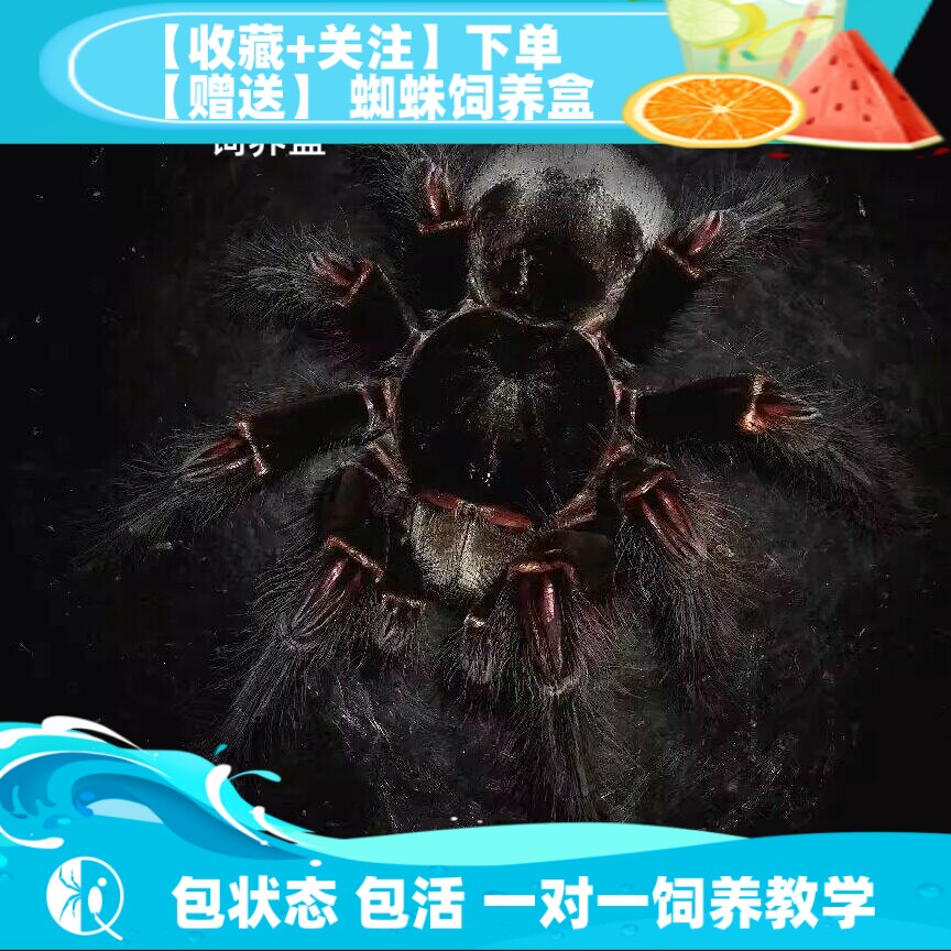 【祁one】亚马逊巨人食鸟蛛tb宠物蜘蛛活体高端T属经典大型捕鸟蛛