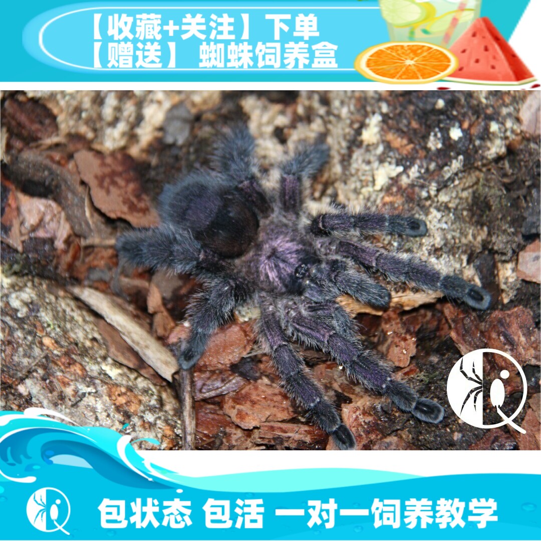 【祁one】厄瓜多尔紫粉趾苗子紫色包邮漂亮温顺新手入门宠物蜘蛛